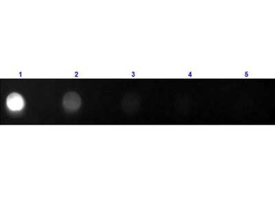 Dot Blot: Goat anti-Feline IgG Fc Secondary Antibody [FITC] [NBP1-73464] - Dot Blot of Goat anti-Feline IgG Fc Secondary antibody [FITC].Lane 1: 100 ng Cat F(c).Lanes 2-5: serial dilution 3 fold.Primary Antibody: none. Secondary Antibody: Goat Anti-Cat IgG F(c ) Antibody FITC at 1:1000 dilution at RT for 60 minutes. Block: 30 min at RT.